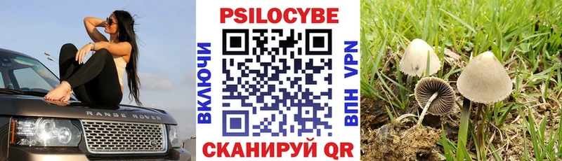 omg как войти  маркетплейс клад  Псилоцибиновые грибы Psilocybine cubensis  Карачаевск 